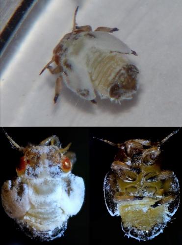 Euphyllura olivina